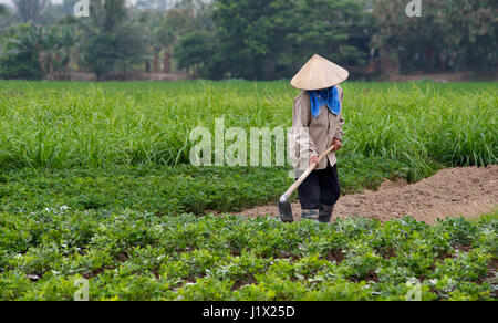 Gartenarbeit Dong Trieu Stockfoto