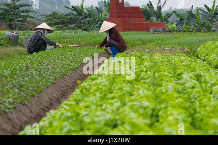 Gartenarbeit Dong Trieu Stockfoto