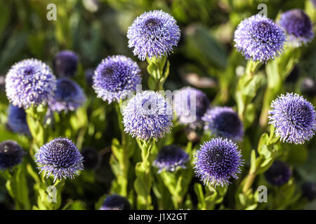 Globularia Bisnagarica Sy Trommler Stockfoto