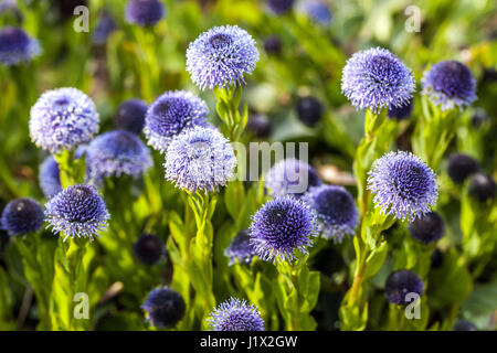 Globularia Bisnagarica Sy Trommler Stockfoto