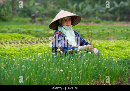 Gartenarbeit Dong Trieu Stockfoto