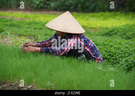 Gartenarbeit Dong Trieu Stockfoto