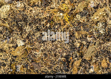 Schwarzer Stein Blume oder kalpasi (parmotrema dagad phool perlatum) Stockfoto