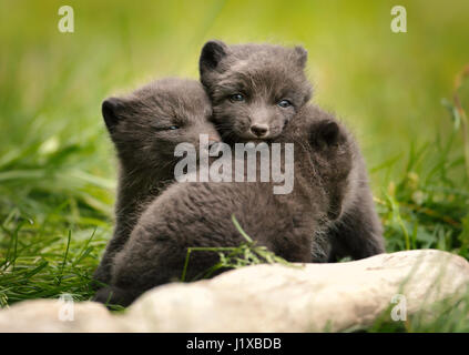 Polarfuchs-Welpen spielen Stockfoto