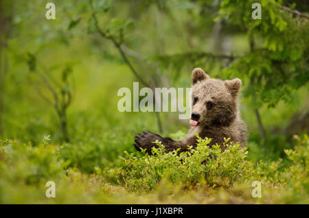 Brown Bear Cub ragte der Lockenstab Stockfoto