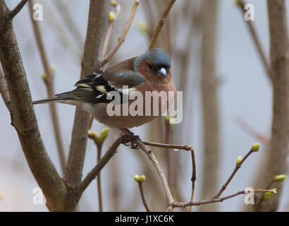 BUCHFINK auf Ast im Garten 2017 Stockfoto