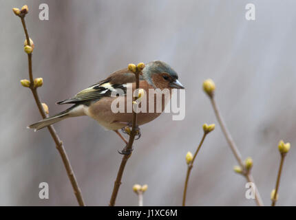 BUCHFINK auf Ast im Garten 2017 Stockfoto