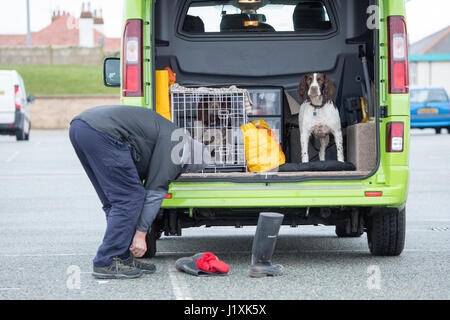 Ein Mann binden seine lases nach dem Start seiner Gummistiefel neben ihm und seinen zwei Hunden in den Kofferraum seines Fahrzeugs nach der Aufnahme für einen Spaziergang Stockfoto