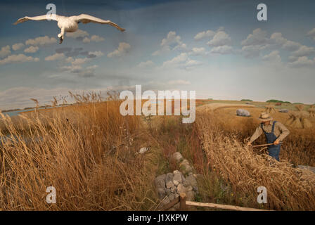 Diorama des frühen Pionier Bauer Ernte auf der kanadischen Prärie und Trompeter Schwan im Flug, Manitoba Museum, Winnipeg, Manitoba, Kanada Stockfoto