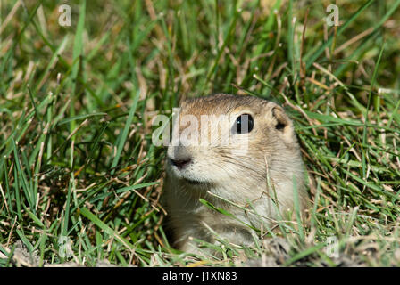 Black Tailed Prairie Dog aus seiner Burrow (Cynomys sich), Manitoba, Kanada Stockfoto