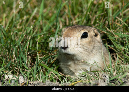 Black Tailed Prairie Dog aus seiner Burrow (Cynomys sich), Manitoba, Kanada Stockfoto