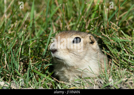 Black Tailed Prairie Dog aus seiner Burrow (Cynomys sich), Manitoba, Kanada Stockfoto