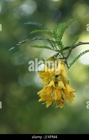 Sophora microphylla Stockfoto