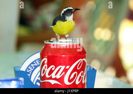 Bananaquit Coereba flaveola trinkt aus einer Coca Cola Dose, Bonaire, Insel, Karibik Stockfoto