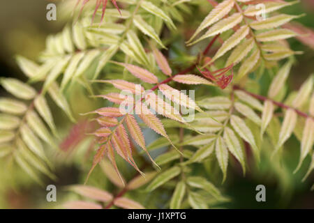 Sorbaria Sorbifolia "Sem" Stockfoto