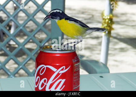 Bananaquit Coereba flaveola trinkt aus einer Coca Cola Dose, Bonaire, Insel, Karibik. Stockfoto