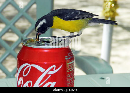 Bananaquit Coereba flaveola trinkt aus einer Coca Cola Dose, Bonaire, Insel, Karibik Stockfoto