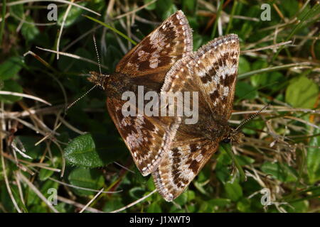 Paarung schmuddeligen Skipper Stockfoto