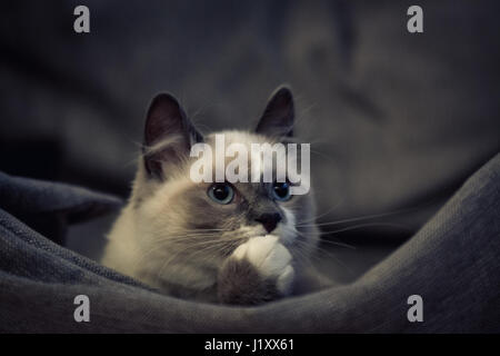 Schöne Ragdoll-Katze mit blauen Augen auf einem Schaukelstuhl sitzend und erschrocken aussehend - lustige Katzen-Fa. Katze mit hellem Mantel, hellblauen Augen und weißen Socken. Stockfoto