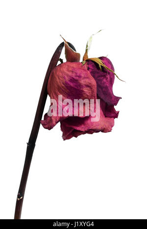 Verblasste verwelkten Rosen Blume, Isolated on White Background Stockfoto
