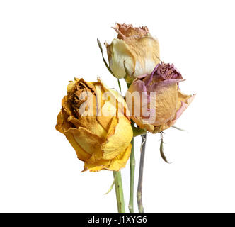 Drei verblasst verwelkten Rosen Blume, Isolated on White Background Stockfoto