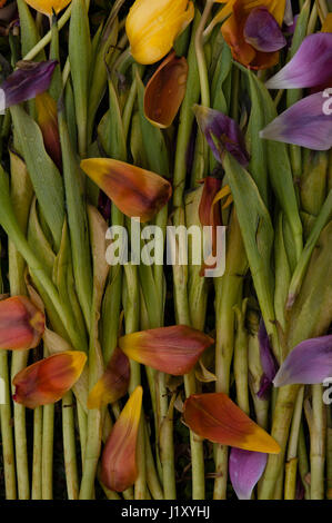 Nahaufnahme der angeordneten Tulpen, welken und Vergehen Stockfoto