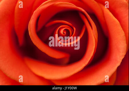 Warmes Licht mit rosa rose Nahaufnahme Stockfoto