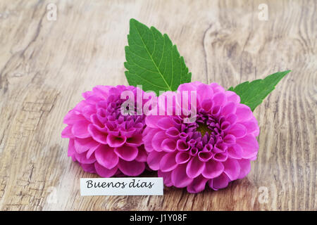 Buenos Dias (guten Morgen in Spanisch) mit zwei rosa Dahlie Blumen Stockfoto