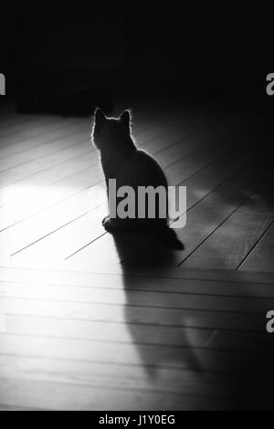 Licht durch Fenster, die die Gestaltung den Schatten der Katze auf Holzboden. Katze ist im Gegenlicht mit Kopie Speicherplatz zur Verfügung, B&W Foto. Stockfoto