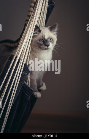 Schöne Ragdoll Katze mit blauen Augen auf einem Schaukelstuhl sitzen und Blick in die Kamera. Katze mit hellen Mantel, hell blaue Augen und weiße Socken. Stockfoto