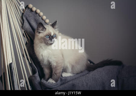 Ragdoll Katze mit blauen Augen auf einem Schaukelstuhl sitzen und wegsehen auf einem dunklen Hintergrund. Katze mit hellen Mantel, hell blaue Augen und weiße Socken. Stockfoto