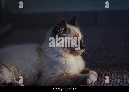 Schöne Ragdoll blauäugige Katze ordentlich liegen auf einem Teppich und direkt. Katze hat leichten Mantel und weißer Fleck auf der Stirn auf einem dunklen Hintergrund. Stockfoto