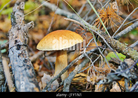 Die essbaren Pilze im herbstlichen Wald nach Regen Stockfoto