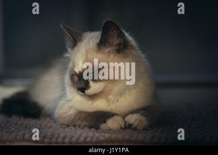 Schöne Ragdoll blauäugige Katze ordentlich auf einem Teppich liegen und schlafen. Katze hat leichten Mantel und weißer Fleck auf der Stirn, auf einem dunklen Hintergrund. Stockfoto