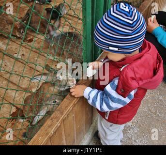 Niedliche kleine Junge Fütterung von Kaninchen in Hof Stockfoto