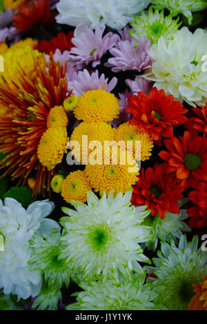 Bunte Chrysanthemen Hintergrund, Blumen für Shops und Auktionen – World wide Lieferung Stockfoto