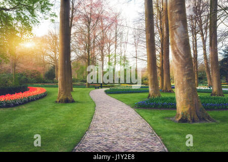 Gang durch den Park der Keukenhof in Holland bei Sonnenuntergang. Landschaft mit blühenden Frühling Garten. Schöne Aussicht mit Pfad, Bäume, grasgrün Stockfoto