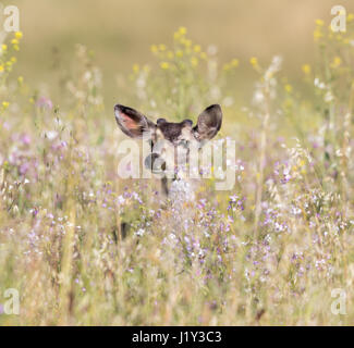 Schwarz - Tailed Hirsche (Odocoileus Hemionus) spähen durch Frühlingsblumen. Stockfoto