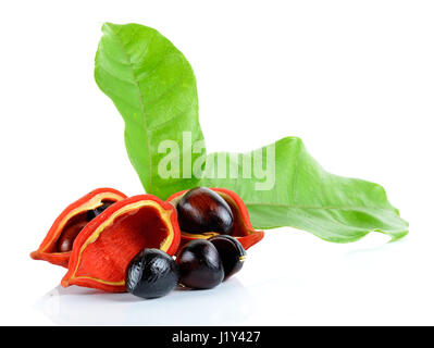 Kastanien (Sterculia Monosperma) auf weißem Hintergrund. Stockfoto