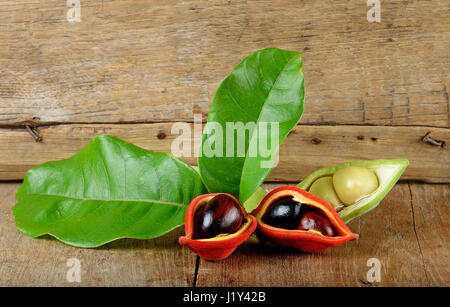 Kastanien (Sterculia Monosperma) auf hölzernen Hintergrund. Stockfoto