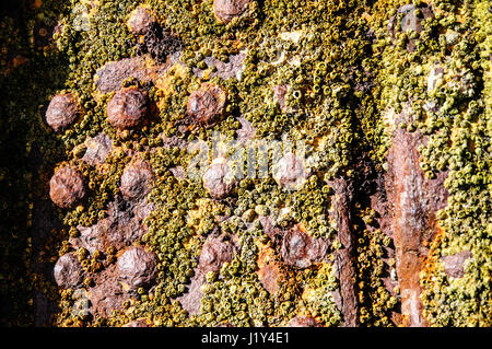 Wrack von Peter Iredale auf Oregon Coast, close-up, Oregon, USA Stockfoto
