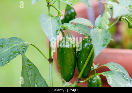 Jalapeno Pfeffer wächst auf Pflanze, Nahaufnahme Stockfoto