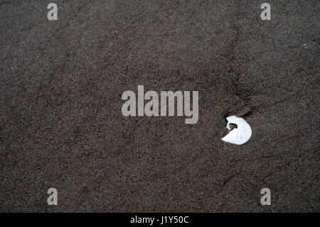 Gebrochene Sanddollar (Pansy Shell, Snapper Keks, Meer Cookie) am Strand mit dunklem Sand im pazifischen Nordwesten Stockfoto