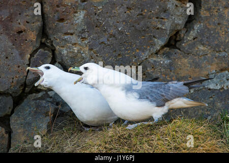 Nördlichen Fulmar / arktische Eissturmvogel (Fulmarus Cyclopoida) Paare anzeigen auf Felsvorsprung im Fels der Steilküste Stockfoto