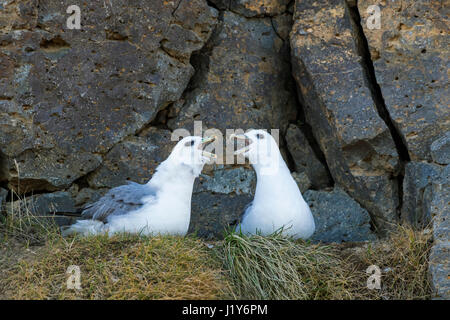 Nördlichen Fulmar / arktische Eissturmvogel (Fulmarus Cyclopoida) Paare anzeigen auf Felsvorsprung im Fels der Steilküste Stockfoto