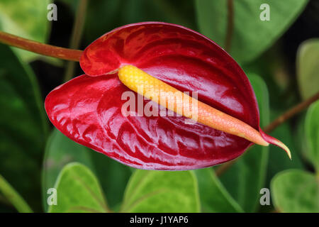 Leuchtend roter Anthurium wächst auf Maui. Stockfoto
