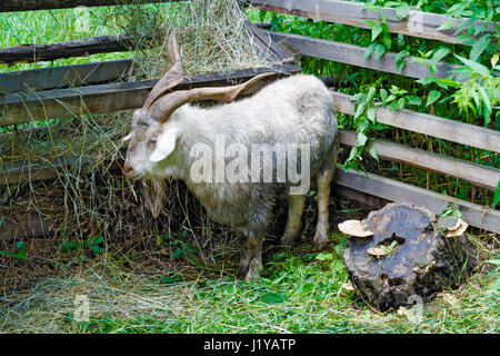 Zufrieden Ziege in den Stift auf dem Bauernhof Stockfoto