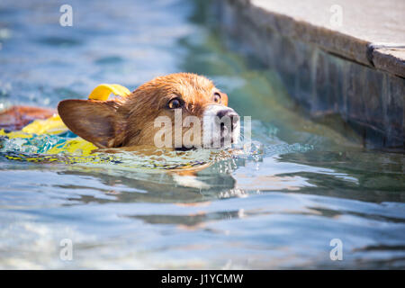 Pembroke Welsh Corgi Hund schwimmt in einem Pool Stockfoto
