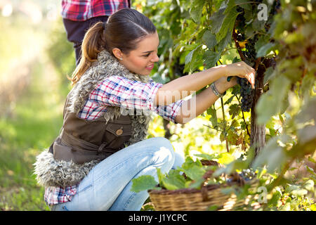 Frau Kommissionierung Traube während der Weinlese Stockfoto