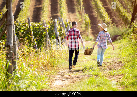 paar, ein Spaziergang durch die Weinberge und untereinander halten einen Weidenkorb mit Trauben, Rückansicht Stockfoto